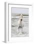 France, The Camargue, Saintes-Maries-de-la-Mer. Camargue horse in the Mediterranean Sea.-Ellen Goff-Framed Photographic Print