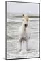 France, The Camargue, Saintes-Maries-de-la-Mer. Camargue horse in the Mediterranean Sea.-Ellen Goff-Mounted Photographic Print