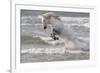 France, The Camargue, Saintes-Maries-de-la-Mer. Camargue horse in the Mediterranean Sea.-Ellen Goff-Framed Premium Photographic Print