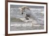 France, The Camargue, Saintes-Maries-de-la-Mer. Camargue horse in the Mediterranean Sea.-Ellen Goff-Framed Premium Photographic Print