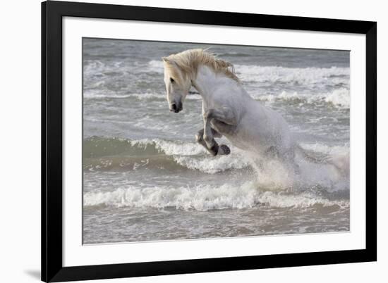 France, The Camargue, Saintes-Maries-de-la-Mer. Camargue horse in the Mediterranean Sea.-Ellen Goff-Framed Premium Photographic Print