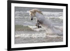 France, The Camargue, Saintes-Maries-de-la-Mer. Camargue horse in the Mediterranean Sea.-Ellen Goff-Framed Premium Photographic Print