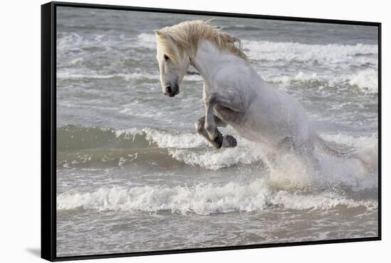 France, The Camargue, Saintes-Maries-de-la-Mer. Camargue horse in the Mediterranean Sea.-Ellen Goff-Framed Stretched Canvas