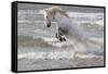 France, The Camargue, Saintes-Maries-de-la-Mer. Camargue horse in the Mediterranean Sea.-Ellen Goff-Framed Stretched Canvas