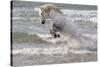 France, The Camargue, Saintes-Maries-de-la-Mer. Camargue horse in the Mediterranean Sea.-Ellen Goff-Stretched Canvas
