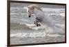 France, The Camargue, Saintes-Maries-de-la-Mer. Camargue horse in the Mediterranean Sea.-Ellen Goff-Framed Photographic Print