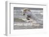 France, The Camargue, Saintes-Maries-de-la-Mer. Camargue horse in the Mediterranean Sea.-Ellen Goff-Framed Photographic Print