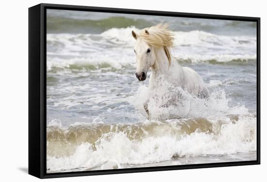 France, The Camargue, Saintes-Maries-de-la-Mer. Camargue horse in the Mediterranean Sea.-Ellen Goff-Framed Stretched Canvas