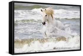 France, The Camargue, Saintes-Maries-de-la-Mer. Camargue horse in the Mediterranean Sea.-Ellen Goff-Framed Stretched Canvas