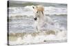 France, The Camargue, Saintes-Maries-de-la-Mer. Camargue horse in the Mediterranean Sea.-Ellen Goff-Stretched Canvas