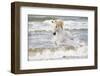 France, The Camargue, Saintes-Maries-de-la-Mer. Camargue horse in the Mediterranean Sea.-Ellen Goff-Framed Premium Photographic Print