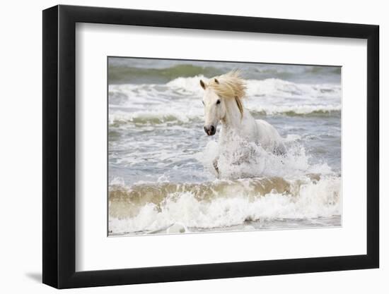 France, The Camargue, Saintes-Maries-de-la-Mer. Camargue horse in the Mediterranean Sea.-Ellen Goff-Framed Premium Photographic Print