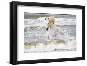 France, The Camargue, Saintes-Maries-de-la-Mer. Camargue horse in the Mediterranean Sea.-Ellen Goff-Framed Premium Photographic Print