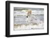 France, The Camargue, Saintes-Maries-de-la-Mer. Camargue horse in the Mediterranean Sea.-Ellen Goff-Framed Premium Photographic Print