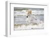 France, The Camargue, Saintes-Maries-de-la-Mer. Camargue horse in the Mediterranean Sea.-Ellen Goff-Framed Premium Photographic Print