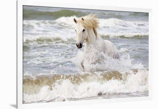 France, The Camargue, Saintes-Maries-de-la-Mer. Camargue horse in the Mediterranean Sea.-Ellen Goff-Framed Photographic Print