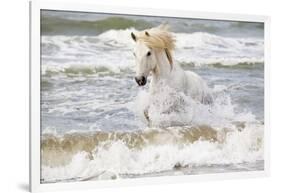 France, The Camargue, Saintes-Maries-de-la-Mer. Camargue horse in the Mediterranean Sea.-Ellen Goff-Framed Photographic Print