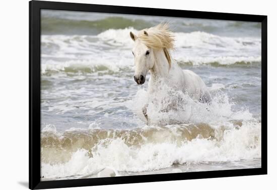 France, The Camargue, Saintes-Maries-de-la-Mer. Camargue horse in the Mediterranean Sea.-Ellen Goff-Framed Photographic Print