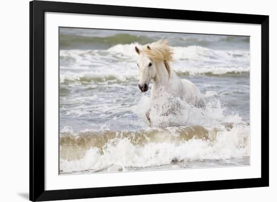 France, The Camargue, Saintes-Maries-de-la-Mer. Camargue horse in the Mediterranean Sea.-Ellen Goff-Framed Photographic Print