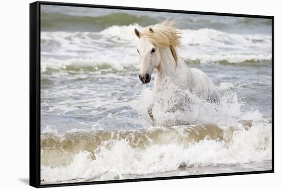 France, The Camargue, Saintes-Maries-de-la-Mer. Camargue horse in the Mediterranean Sea.-Ellen Goff-Framed Stretched Canvas