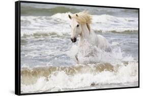 France, The Camargue, Saintes-Maries-de-la-Mer. Camargue horse in the Mediterranean Sea.-Ellen Goff-Framed Stretched Canvas