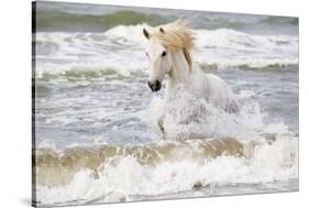 France, The Camargue, Saintes-Maries-de-la-Mer. Camargue horse in the Mediterranean Sea.-Ellen Goff-Stretched Canvas