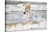 France, The Camargue, Saintes-Maries-de-la-Mer. Camargue horse in the Mediterranean Sea.-Ellen Goff-Stretched Canvas