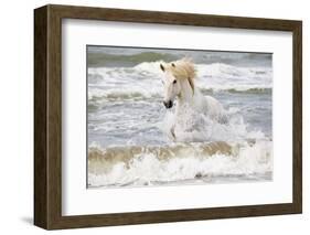 France, The Camargue, Saintes-Maries-de-la-Mer. Camargue horse in the Mediterranean Sea.-Ellen Goff-Framed Photographic Print