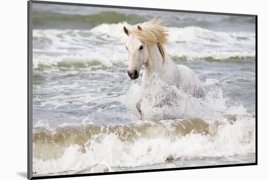 France, The Camargue, Saintes-Maries-de-la-Mer. Camargue horse in the Mediterranean Sea.-Ellen Goff-Mounted Photographic Print