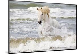 France, The Camargue, Saintes-Maries-de-la-Mer. Camargue horse in the Mediterranean Sea.-Ellen Goff-Mounted Photographic Print