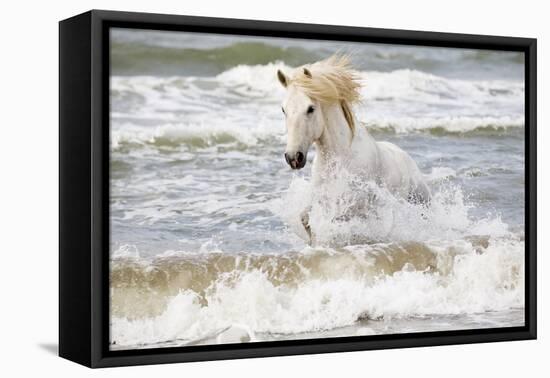 France, The Camargue, Saintes-Maries-de-la-Mer. Camargue horse in the Mediterranean Sea.-Ellen Goff-Framed Stretched Canvas