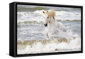 France, The Camargue, Saintes-Maries-de-la-Mer. Camargue horse in the Mediterranean Sea.-Ellen Goff-Framed Stretched Canvas
