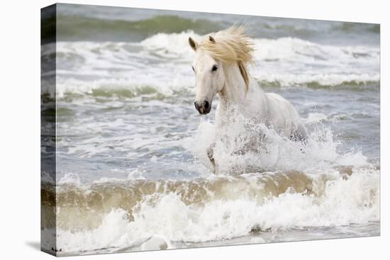 France, The Camargue, Saintes-Maries-de-la-Mer. Camargue horse in the Mediterranean Sea.-Ellen Goff-Stretched Canvas