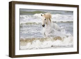 France, The Camargue, Saintes-Maries-de-la-Mer. Camargue horse in the Mediterranean Sea.-Ellen Goff-Framed Photographic Print