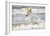 France, The Camargue, Saintes-Maries-de-la-Mer. Camargue horse in the Mediterranean Sea.-Ellen Goff-Framed Photographic Print