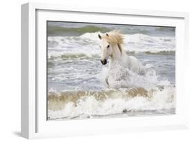 France, The Camargue, Saintes-Maries-de-la-Mer. Camargue horse in the Mediterranean Sea.-Ellen Goff-Framed Photographic Print