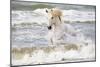 France, The Camargue, Saintes-Maries-de-la-Mer. Camargue horse in the Mediterranean Sea.-Ellen Goff-Mounted Photographic Print