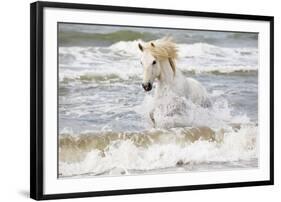 France, The Camargue, Saintes-Maries-de-la-Mer. Camargue horse in the Mediterranean Sea.-Ellen Goff-Framed Photographic Print