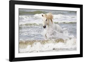 France, The Camargue, Saintes-Maries-de-la-Mer. Camargue horse in the Mediterranean Sea.-Ellen Goff-Framed Photographic Print