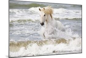 France, The Camargue, Saintes-Maries-de-la-Mer. Camargue horse in the Mediterranean Sea.-Ellen Goff-Mounted Photographic Print