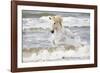 France, The Camargue, Saintes-Maries-de-la-Mer. Camargue horse in the Mediterranean Sea.-Ellen Goff-Framed Photographic Print