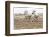 France, The Camargue, Saintes-Maries-de-la-Mer. Camargue horses running along the beach.-Ellen Goff-Framed Photographic Print