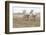 France, The Camargue, Saintes-Maries-de-la-Mer. Camargue horses running along the beach.-Ellen Goff-Framed Photographic Print