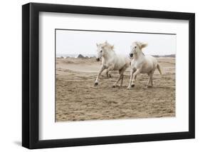 France, The Camargue, Saintes-Maries-de-la-Mer. Camargue horses running along the beach.-Ellen Goff-Framed Photographic Print