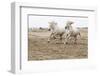 France, The Camargue, Saintes-Maries-de-la-Mer. Camargue horses running along the beach.-Ellen Goff-Framed Photographic Print