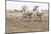 France, The Camargue, Saintes-Maries-de-la-Mer. Camargue horses running along the beach.-Ellen Goff-Mounted Photographic Print