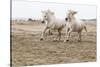 France, The Camargue, Saintes-Maries-de-la-Mer. Camargue horses running along the beach.-Ellen Goff-Stretched Canvas