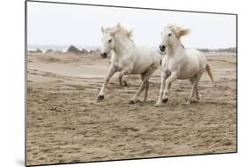 France, The Camargue, Saintes-Maries-de-la-Mer. Camargue horses running along the beach.-Ellen Goff-Mounted Photographic Print