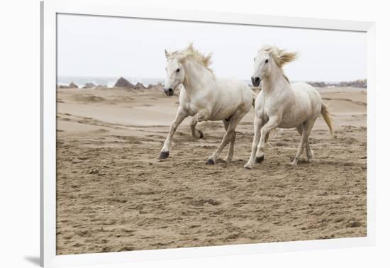 France, The Camargue, Saintes-Maries-de-la-Mer. Camargue horses running along the beach.-Ellen Goff-Framed Photographic Print