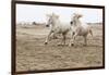 France, The Camargue, Saintes-Maries-de-la-Mer. Camargue horses running along the beach.-Ellen Goff-Framed Photographic Print